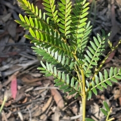Acacia terminalis (Sunshine Wattle) at Lower Borough, NSW - 22 May 2024 by JaneR