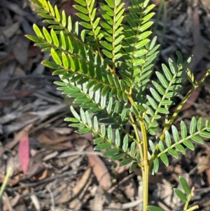 Acacia terminalis at Nadgigomar Nature Reserve - 22 May 2024