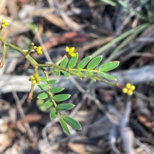 Acacia terminalis at Nadgigomar Nature Reserve - 22 May 2024