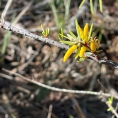 Persoonia linearis (Narrow-leaved Geebung) at Lower Borough, NSW - 22 May 2024 by JaneR