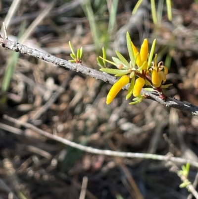 Persoonia linearis at Lower Borough, NSW - 22 May 2024 by JaneR