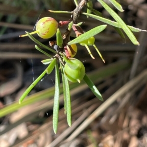 Persoonia linearis at Nadgigomar Nature Reserve - 22 May 2024