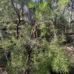 Persoonia linearis at Nadgigomar Nature Reserve - 22 May 2024