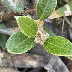 Mirbelia platylobioides (Large-flowered Mirbelia) at Lower Borough, NSW - 22 May 2024 by JaneR