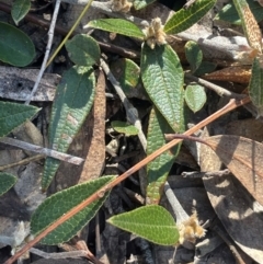 Mirbelia platylobioides at Nadgigomar Nature Reserve - 22 May 2024