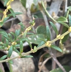 Aotus ericoides (common aotus) at Nadgigomar Nature Reserve - 22 May 2024 by JaneR