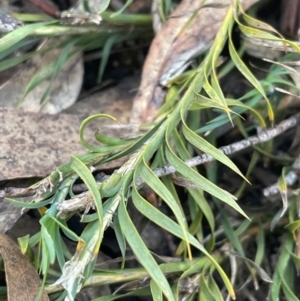 Lomandra obliqua (Twisted Matrush) at Lower Borough, NSW by JaneR