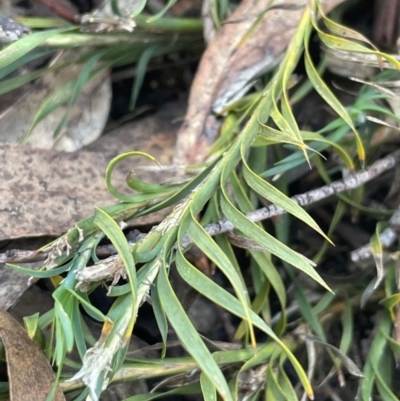 Lomandra obliqua (Twisted Matrush) at Lower Borough, NSW - 22 May 2024 by JaneR