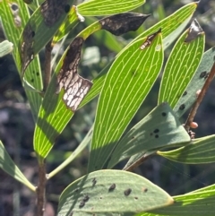 Hakea sp. at Lower Borough, NSW - 22 May 2024 by JaneR