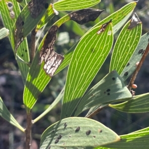 Hakea dactyloides at Nadgigomar Nature Reserve - 22 May 2024