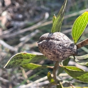 Hakea dactyloides at Nadgigomar Nature Reserve - 22 May 2024