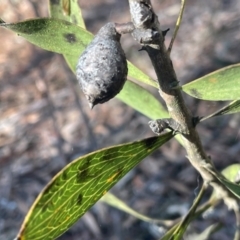 Hakea dactyloides at Nadgigomar Nature Reserve - 22 May 2024