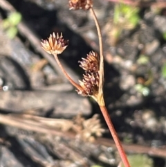Luzula flaccida (Pale Woodrush) at Lower Borough, NSW - 22 May 2024 by JaneR