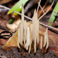Clavaria redoleoalii at Acton, ACT - 22 May 2024 by TimL