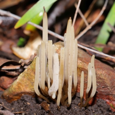 Clavaria redoleoalii at ANBG - 22 May 2024 by TimL