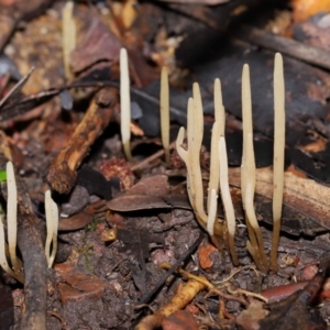 Clavaria redoleoalii at ANBG - 22 May 2024