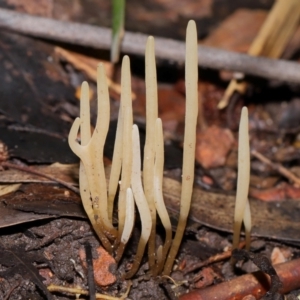 Clavaria redoleoalii at ANBG - 22 May 2024