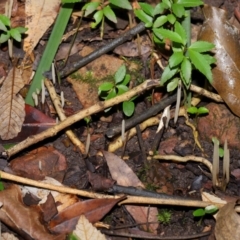 Clavaria redoleoalii at ANBG - 22 May 2024