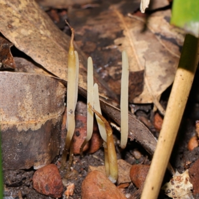 Clavaria redoleoalii at ANBG - 22 May 2024 by TimL