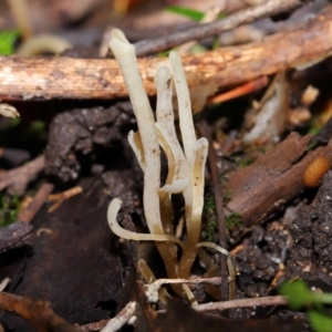 Clavaria redoleoalii at ANBG - 22 May 2024