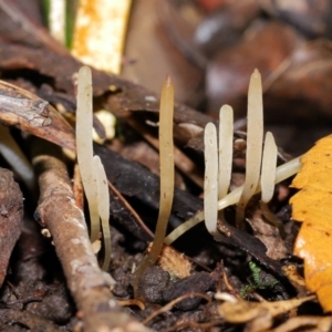 Clavaria redoleoalii at ANBG - 22 May 2024