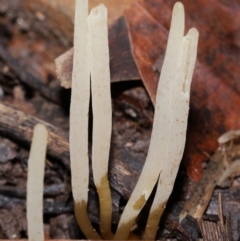 Clavaria redoleoalii at ANBG - 22 May 2024