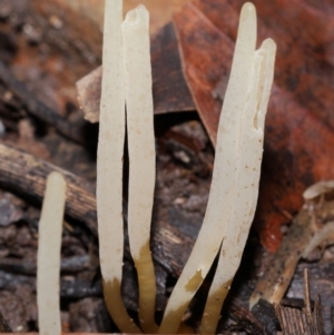 Clavaria redoleoalii at ANBG - 22 May 2024