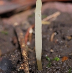 Clavaria redoleoalii at ANBG - 22 May 2024