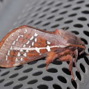 Oxycanus australis at Lawson, ACT - 21 May 2024