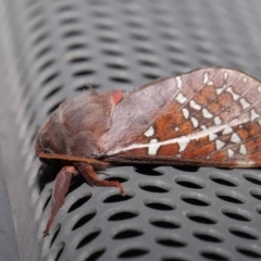 Oxycanus australis at Lawson, ACT - 21 May 2024