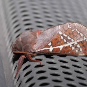 Oxycanus australis at Lawson, ACT - 21 May 2024