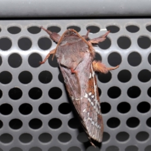 Oxycanus australis at Lawson, ACT - 21 May 2024