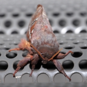 Oxycanus australis at Lawson, ACT - 21 May 2024