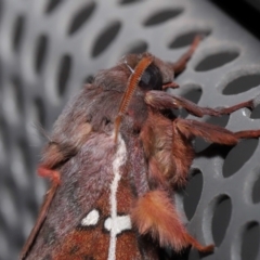 Oxycanus australis at Lawson, ACT - 21 May 2024