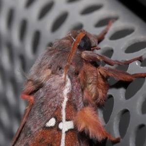 Oxycanus australis at Lawson, ACT - 21 May 2024