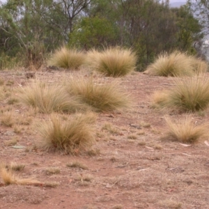 Nassella trichotoma at Mount Majura - 1 Apr 2009