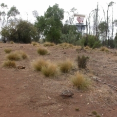 Nassella trichotoma at Mount Majura - 1 Apr 2009