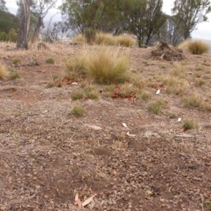 Nassella trichotoma at Mount Majura - 1 Apr 2009