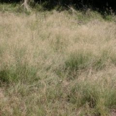 Eragrostis curvula (African Lovegrass) at Mount Majura - 18 Feb 2010 by waltraud