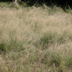 Eragrostis curvula at Mount Majura - 18 Feb 2010