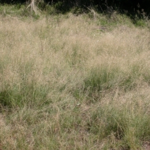 Eragrostis curvula (African Lovegrass) at Watson, ACT by waltraud