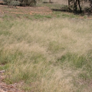 Eragrostis curvula at Mount Majura - 18 Feb 2010 02:17 PM