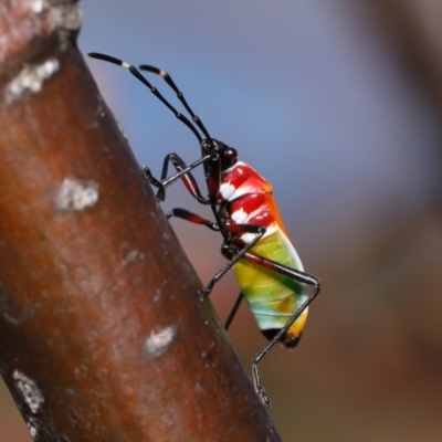 Dindymus versicolor (Harlequin Bug) at National Arboretum Forests - 21 May 2024 by TimL