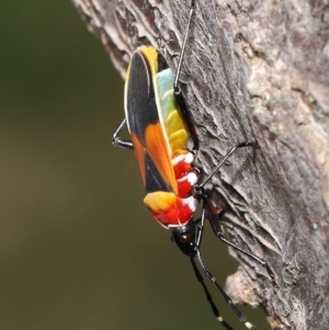 Dindymus versicolor at National Arboretum Forests - 21 May 2024