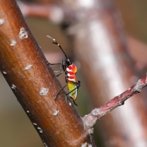 Dindymus versicolor at National Arboretum Forests - 21 May 2024