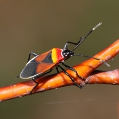 Dindymus versicolor at National Arboretum Forests - 21 May 2024