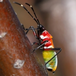 Dindymus versicolor at National Arboretum Forests - 21 May 2024