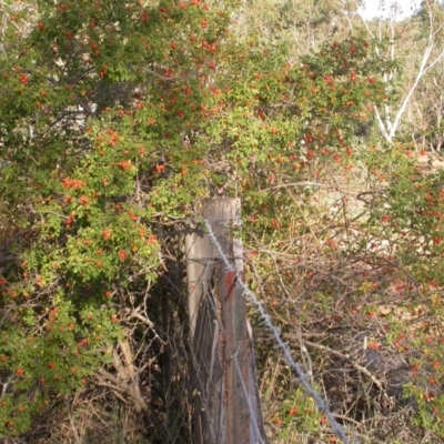 Rosa rubiginosa (Sweet Briar, Eglantine) at Watson, ACT - 4 Mar 2009 by waltraud