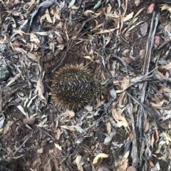 Tachyglossus aculeatus (Short-beaked Echidna) at The Rock Nature Reserve - 23 May 2024 by CarmelB