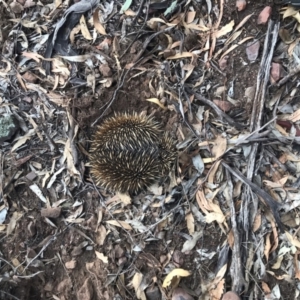 Tachyglossus aculeatus at The Rock Nature Reserve - Kengal Aboriginal Place - 23 May 2024 07:20 AM